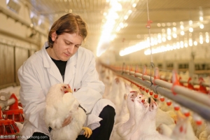 教你3点技巧，快速鉴别鸡中暑和禽流行性感冒，养鸡人收藏备用