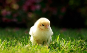 能量和粗蛋白，对蛋鸡育雏育成期生长发育的影响