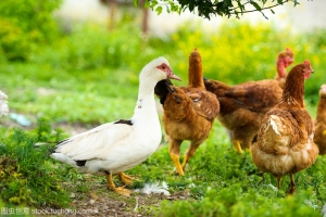 霉菌毒素对畜禽的危害