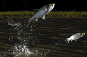 虾塘长满青苔怎么清除?